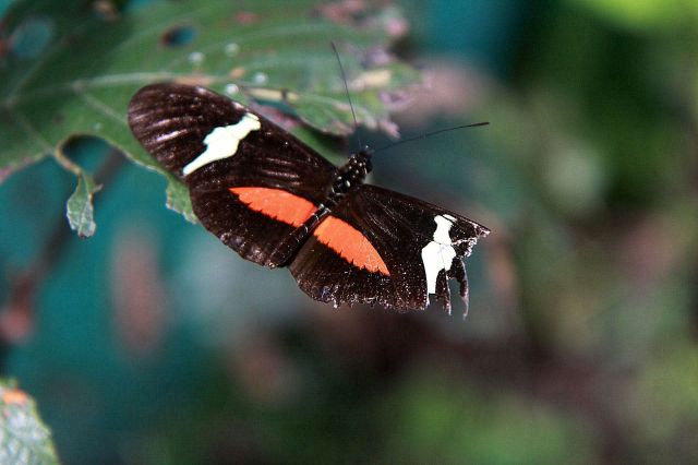 Zdjęcia: Sierra Nevada, płn Kolumbia, Helikon - trujący motyl., KOLUMBIA Zdjęcia: Sierra Nevada, płn Kolumbia, Helikon - trujący motyl., KOLUMBIA