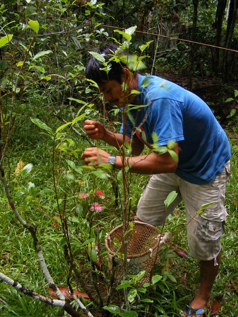 Zdjęcia: Leticia, Amazonia, Kolumbia, KOLUMBIA Zdjęcia: Leticia, Amazonia, Kolumbia, KOLUMBIA