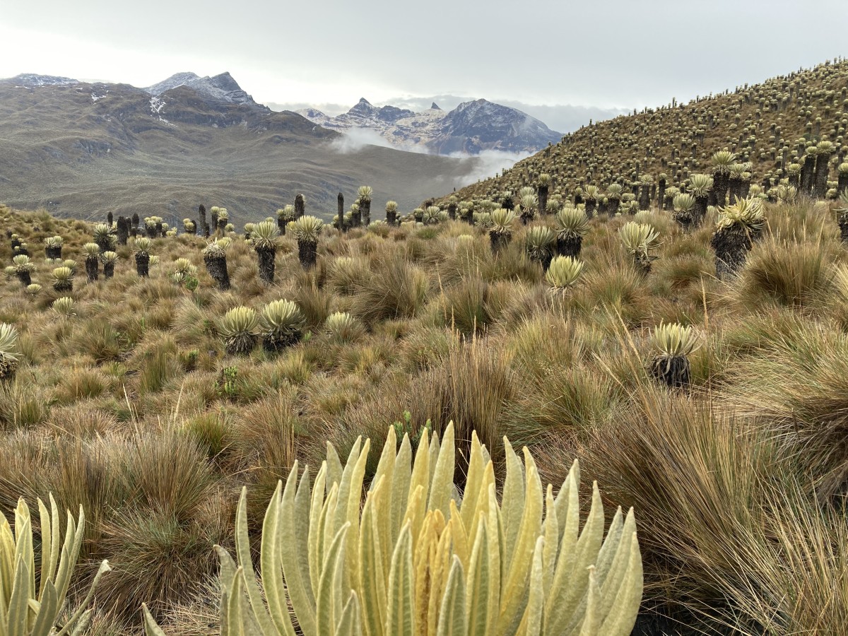 Zdjęcia: Nevado del Tolima, Nevado del Tolima, Tolima, KOLUMBIA Zdjęcia: Nevado del Tolima, Nevado del Tolima, Tolima, KOLUMBIA