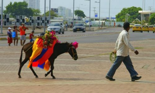 Zdjcie KOLUMBIA / Cartagena  / Cartagena  / Konik