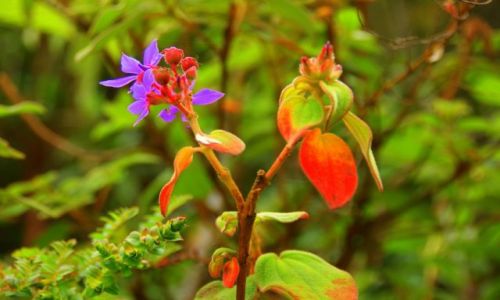 Zdjęcie KOLUMBIA / Wulkan  Galeras / Wulkan  Galeras / Kwiaty na  wulkanie