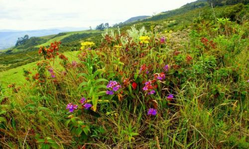 Zdjęcie KOLUMBIA / Wulkan  Galeras / Wulkan  Galeras / Kwiaty  na  wulkanie