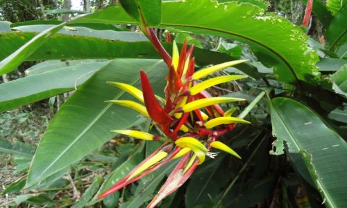Zdjcie KOLUMBIA / Huila / San Agustin / Helikonia