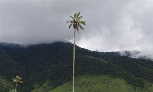 Zdjecie KOLUMBIA / - / Cocora Valley / Palma