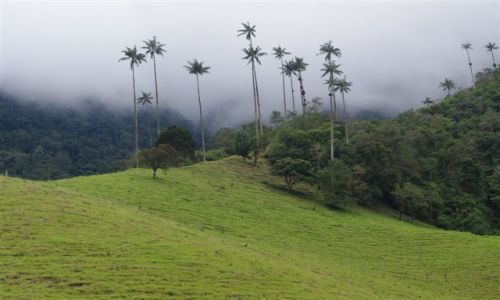 Zdjecie KOLUMBIA / - / Cocora Valley / Palmy