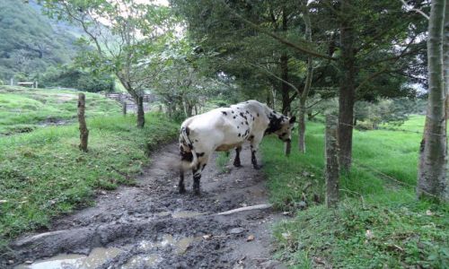 Zdjecie KOLUMBIA / Quindio / Cocora / I jak tu przej ?