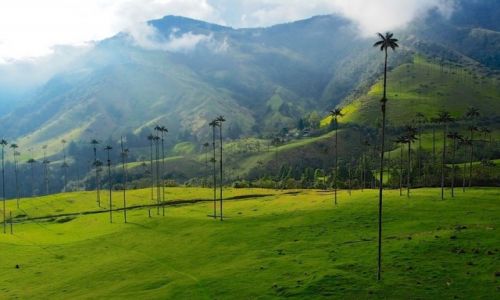 Zdjecie KOLUMBIA / Salento / Valle de Cocora / Valle de Cocora