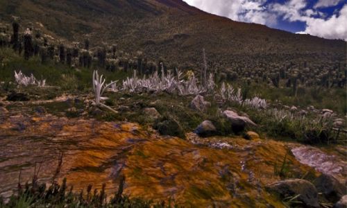 Zdjcie KOLUMBIA / Sierra Nevada del Cocuy / Sierra Nevada del Cocuy / Szlak  pi si wzdu grskiego potoku