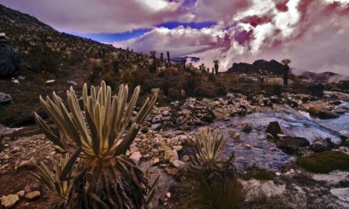 Zdjcie KOLUMBIA / Sierra Nevada del Cocuy / Sierra Nevada del Cocuy / W doline freilejones
