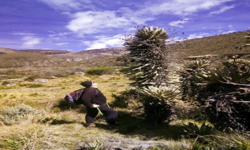 Zdjcie KOLUMBIA / Sierra Nevada del Cocuy / Sierra Nevada del Cocuy / Freilejones 