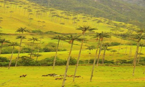 Zdjcie KOLUMBIA / pn Kolumbia / Valle de Cocora / Valle de Cocora