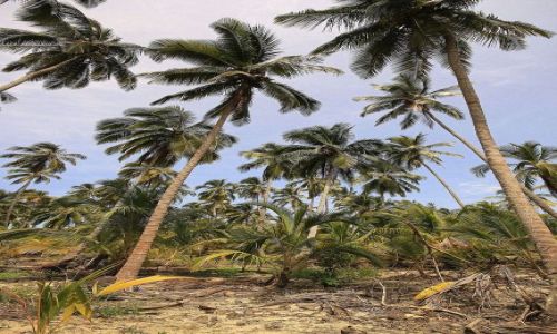 Zdjęcie KOLUMBIA / płn Kolumbia / Tayrona / Tayrona