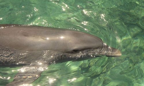 Zdjecie KOLUMBIA / pn Kolumbia / Islas del Rosario / Delfin w kawaku :)