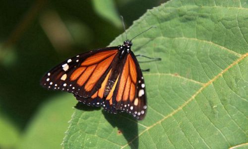 Zdjcie KOLUMBIA / okolice Bogoty / Villa de Leyva / Monarch