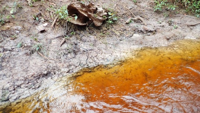 Zdj cia: Matoko, Likouala Aux Herbes River, KONGO