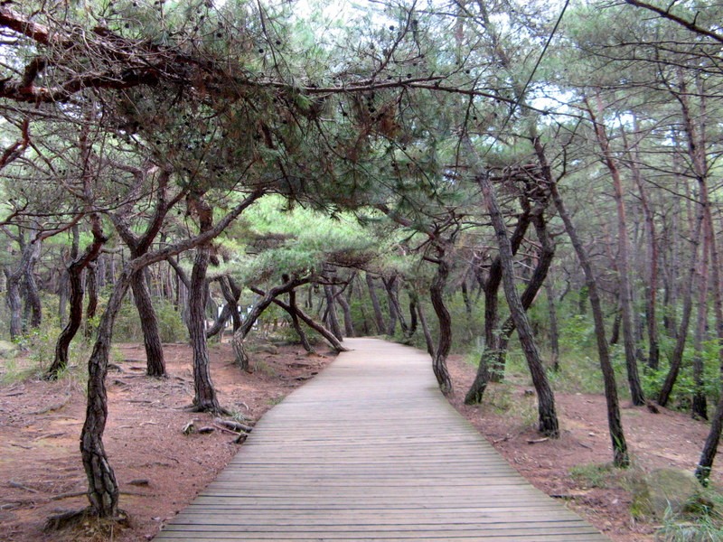 Zdjęcia: Namsan, Gyeongju, Szlak turystyczny na górze Namsan, KOREA POŁUDNIOWA Zdjęcia: Namsan, Gyeongju, Szlak turystyczny na górze Namsan, KOREA POŁUDNIOWA