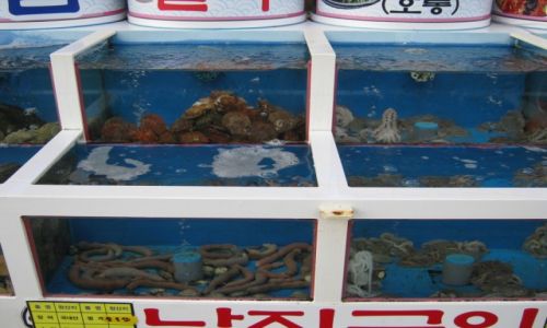 Zdjęcie KOREA POŁUDNIOWA / Jeollanam - do / MOKPO / Koreańskie przysmaki - smacznego:)