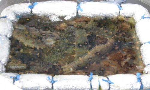 Zdjęcie KOREA POŁUDNIOWA / Jeollanam - do / MOKPO / Koreańskie przysmaki - smacznego:)