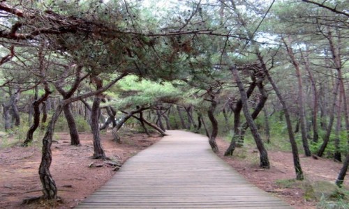 Zdjęcie KOREA POŁUDNIOWA / Gyeongju / Namsan / Szlak turystyczny na górze Namsan