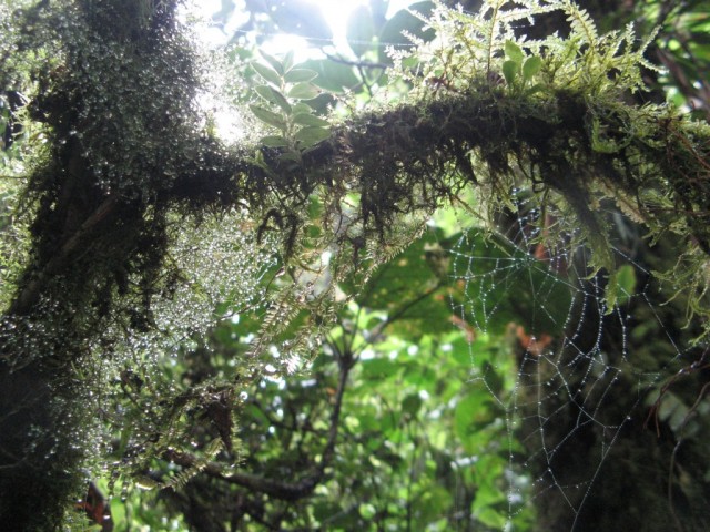 Zdj cia: Monteverde, Kostaryka, Las Chmurowy Monteverde, KOSTARYKA