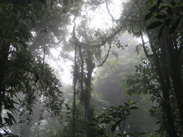 Zdj cia: Monteverde, Kostaryka, Las Chmurowy Monteverde, KOSTARYKA