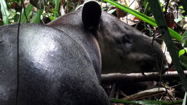 Zdj cia: park corcovado, pwysep Osa, Tapir, KOSTARYKA