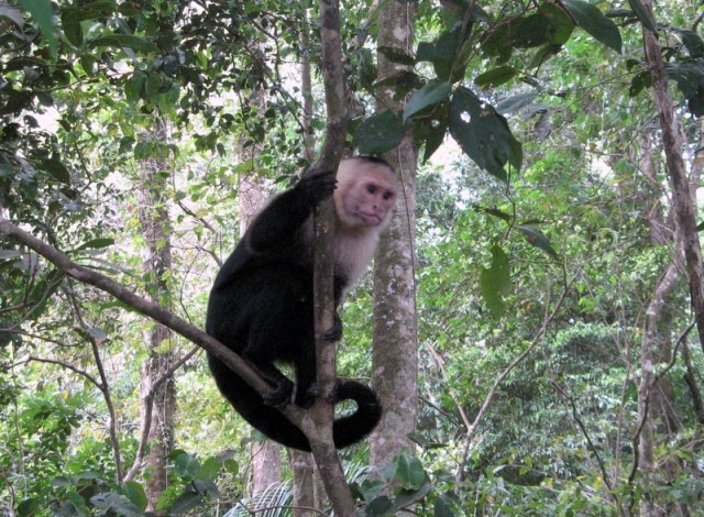 Zdj cia: PN Manuel Antonio, PN Manuel Antonio, Taka jestem ciekawa..., KOSTARYKA