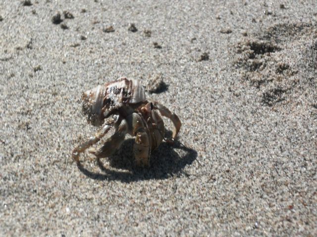Zdjęcia: Manuel Antonio, Puntarenas, uwaga ! biegnę !, KOSTARYKA Zdjęcia: Manuel Antonio, Puntarenas, uwaga ! biegnę !, KOSTARYKA