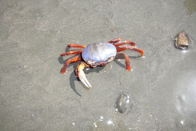 Zdjęcia: plaża, Liberia, Jeszcze mnie nie całego nie zjedli, KOSTARYKA Zdjęcia: plaża, Liberia, Jeszcze mnie nie całego nie zjedli, KOSTARYKA