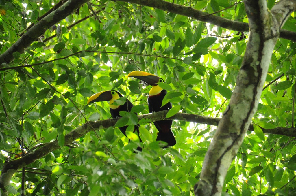 Zdjęcia: Park Narodowy Corcovado, Peninsula Osa, Tukany brązowodziobe, KOSTARYKA Zdjęcia: Park Narodowy Corcovado, Peninsula Osa, Tukany brązowodziobe, KOSTARYKA