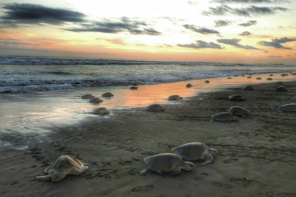 Zdjęcia: Playa Ostional, Guanacaste, Zew natury, KOSTARYKA Zdjęcia: Playa Ostional, Guanacaste, Zew natury, KOSTARYKA