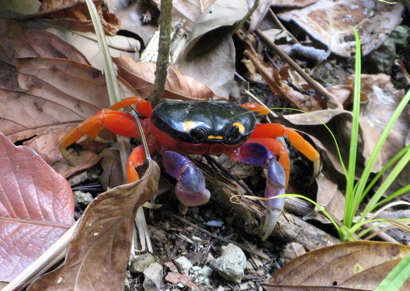 Zdjęcia: PN Manuel Antonio, PN Manuel Antonio, Krab - PN Manuel Antonio, KOSTARYKA Zdjęcia: PN Manuel Antonio, PN Manuel Antonio, Krab - PN Manuel Antonio, KOSTARYKA