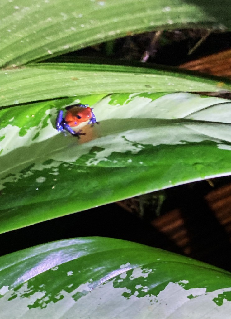 Zdjęcia: Santa Elena, Monteverde, Żabki Kostaryki, KOSTARYKA Zdjęcia: Santa Elena, Monteverde, Żabki Kostaryki, KOSTARYKA