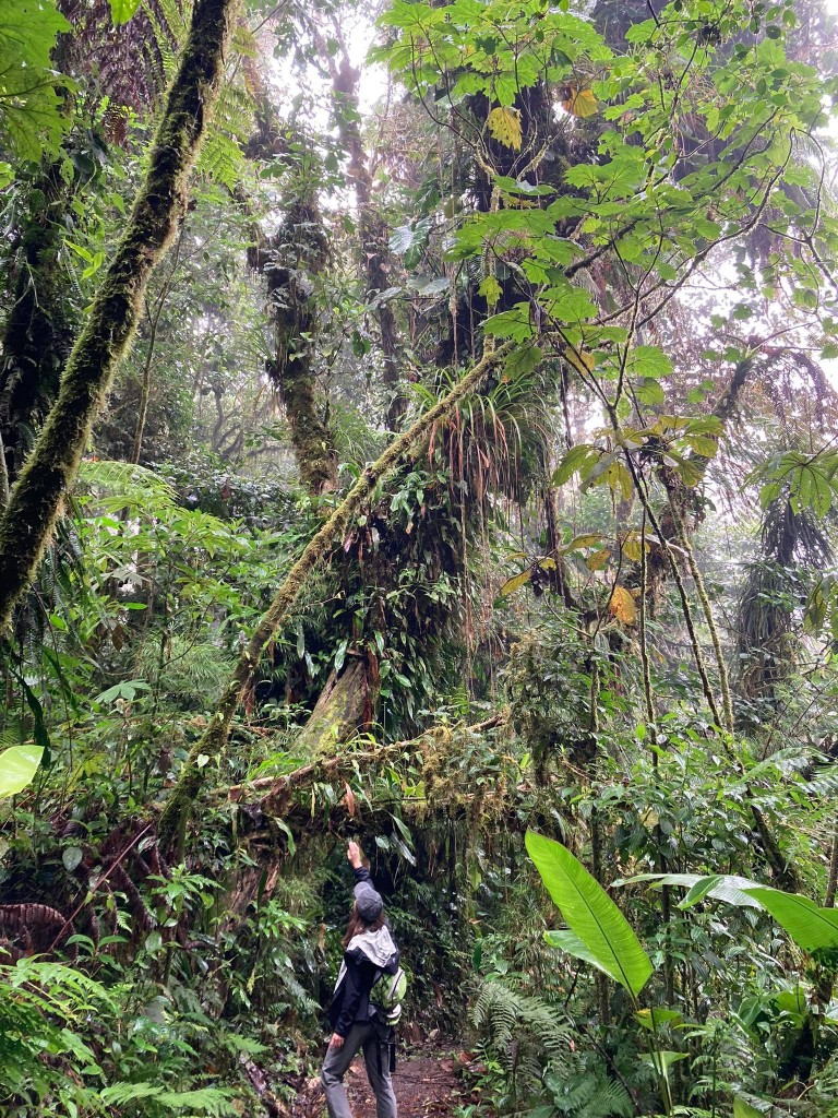Zdjęcia: Sirena, Corcovado, Dżungla Kostaryki, KOSTARYKA Zdjęcia: Sirena, Corcovado, Dżungla Kostaryki, KOSTARYKA