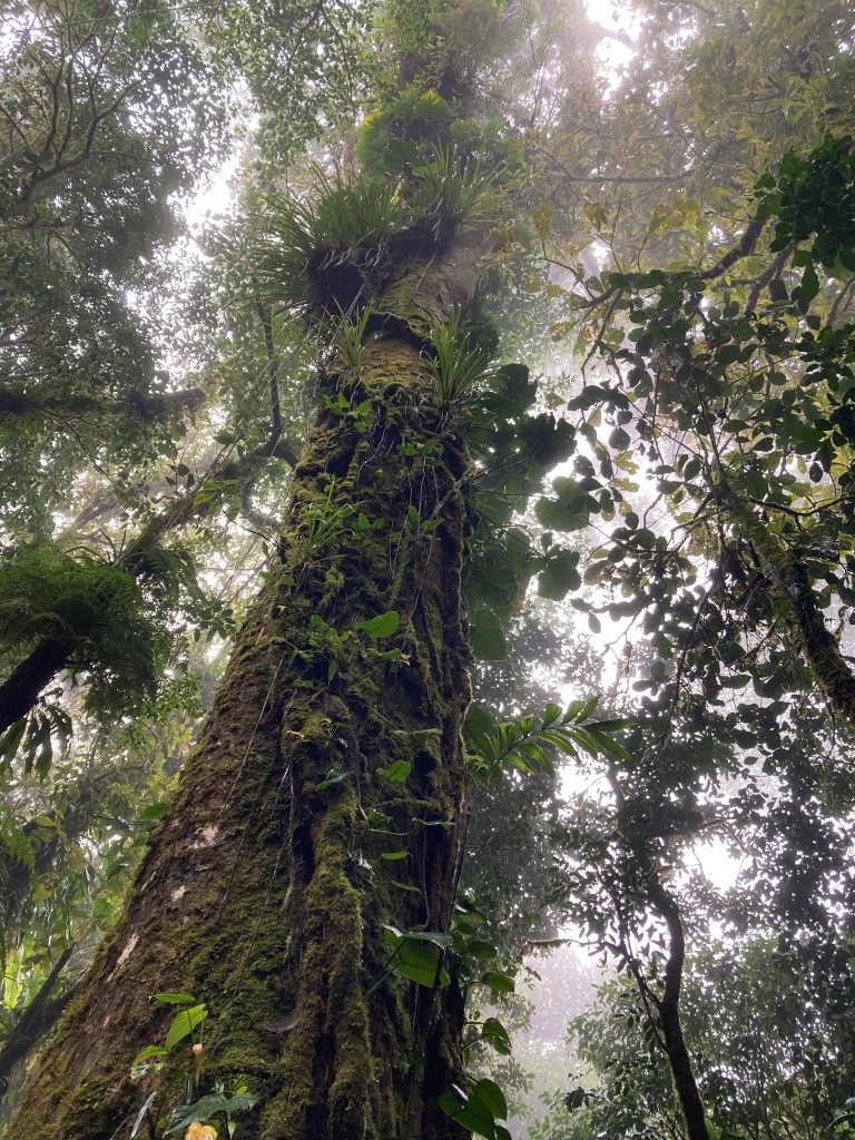 Zdjęcia: Sirena, Corcovado, Dżungla Kostaryki, KOSTARYKA Zdjęcia: Sirena, Corcovado, Dżungla Kostaryki, KOSTARYKA