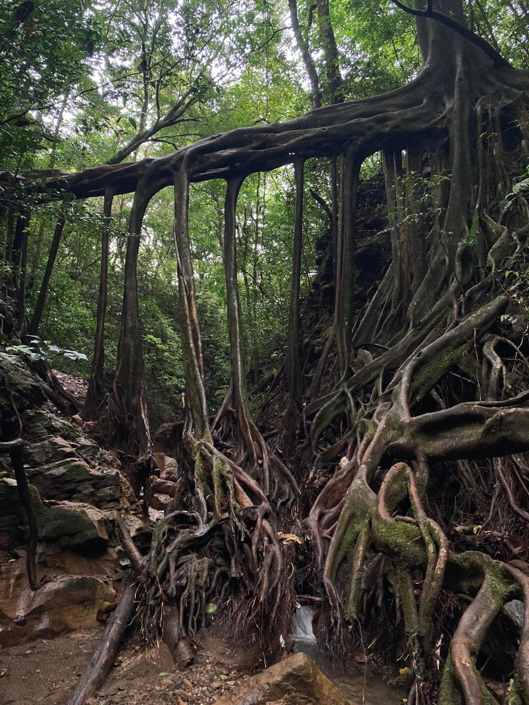 Zdjęcia: Santa Elena, Monteverde, Fikusy Kostaryki, KOSTARYKA Zdjęcia: Santa Elena, Monteverde, Fikusy Kostaryki, KOSTARYKA