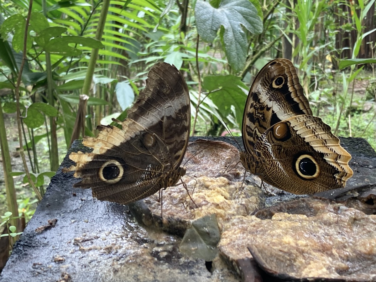 Zdjęcia: Catarata Uvita, Uvita, Motyle Kostaryki, KOSTARYKA Zdjęcia: Catarata Uvita, Uvita, Motyle Kostaryki, KOSTARYKA