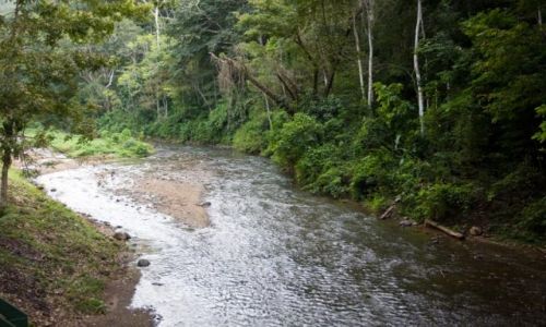 Zdjęcie KOSTARYKA / - / okolice Limon / W dzungli