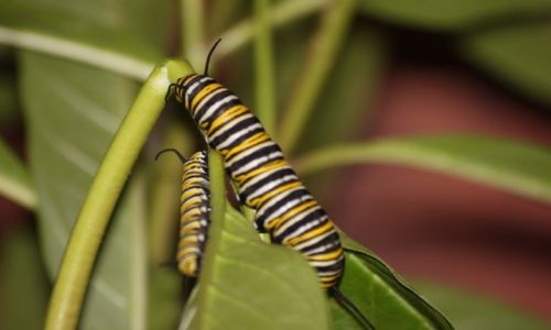 KOSTARYKA / - / La Fortuna, Ecocentro Danaus  / Larwa