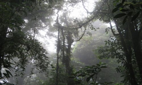 Zdjcie KOSTARYKA / Kostaryka / Monteverde / Las Chmurowy Monteverde