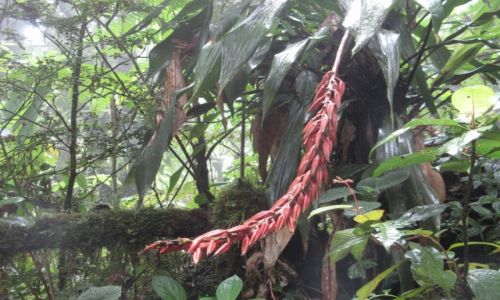 Zdjcie KOSTARYKA / Kostaryka / Monteverde / Las Chmurowy Monteverde