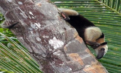 Zdjcie KOSTARYKA / pwysep Osa / park corcovado / Mrwkojad