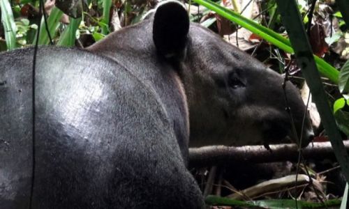 Zdjecie KOSTARYKA / pwysep Osa / park corcovado / Tapir