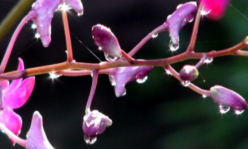 Zdjcie KOSTARYKA / pwysep Osa / park corcovado / Orchidea