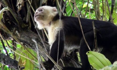Zdjcie KOSTARYKA / pwysep Osa / park corcovado / Kapucynka
