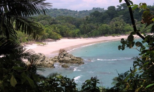 Zdjcie KOSTARYKA / PN Manuel Antonio / PN Manuel Antonio / W cieniu lasu tropikalnego