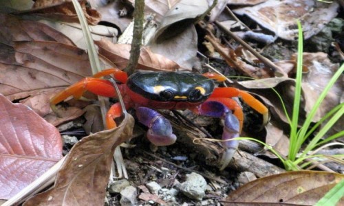 Zdjcie KOSTARYKA / PN Manuel Antonio / PN Manuel Antonio / Krab - PN Manuel Antonio