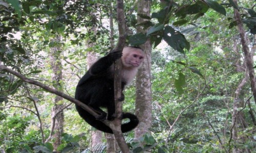 Zdjcie KOSTARYKA / PN Manuel Antonio / PN Manuel Antonio / Taka jestem ciekawa...