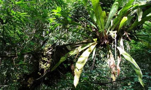 Zdjecie KOSTARYKA / Peninsula de Nicoya / Puntarenas / dungla