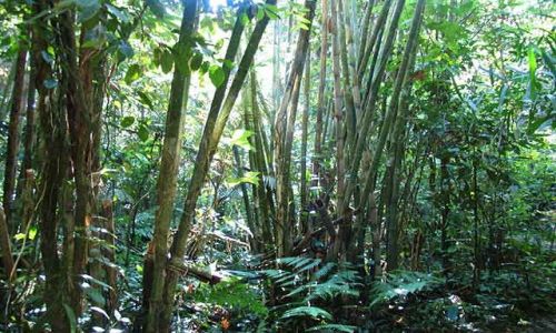 Zdjecie KOSTARYKA / Peninsula de Nicoya / Puntarenas / dungla